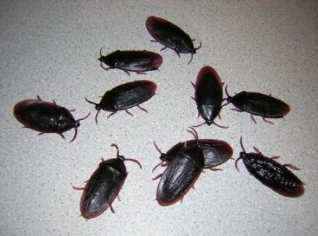 Fake Rubber Cockroaches 