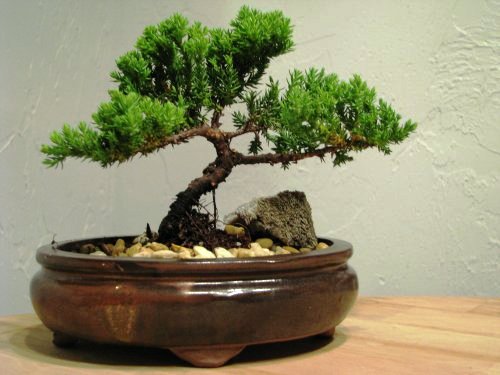 9GreenBox Juniper Tree Bonsai 