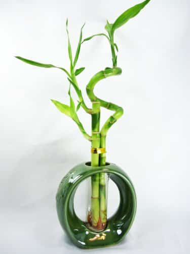 9GreenBox Live Spiral Lucky Bamboo with Vase