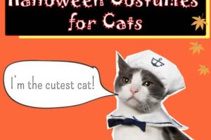 Creative Halloween Costume Ideas for Cats