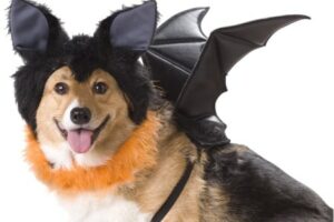 8 Cute Halloween Costumes for Dogs