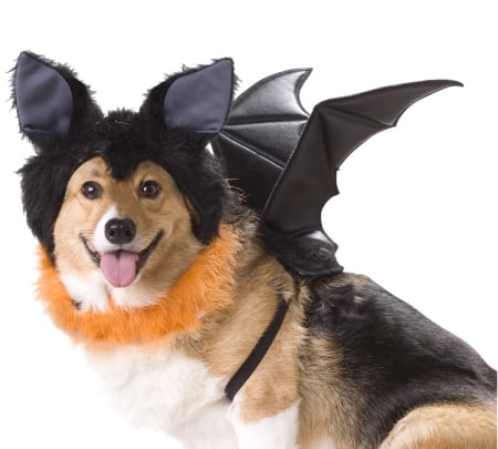Bat Dog Costume