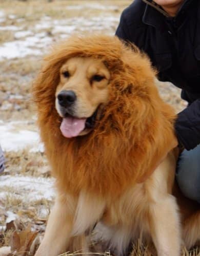 Lion Wig Prop for Pet