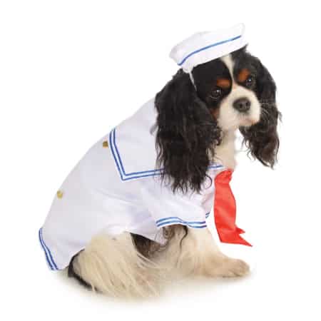 Sailor Dog 