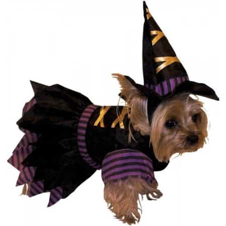 Halloween Witch Dog Costume