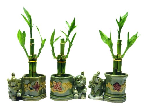 Lucky Bamboo with Elephant Vase