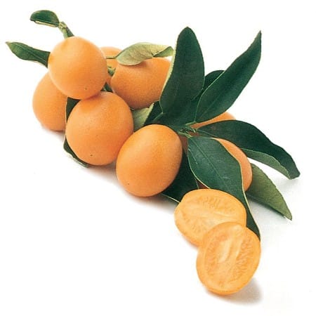 Kumquat