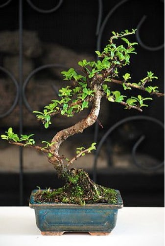 9GreenBox Fukien Tea Bonsai Tree