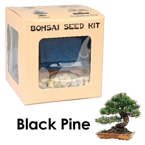 Black Pine Bonsai Seed Kit
