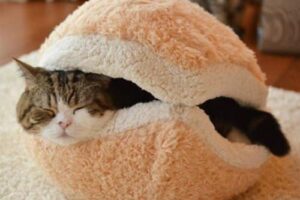 National Cat Day: Gifts to Pamper Your Cat