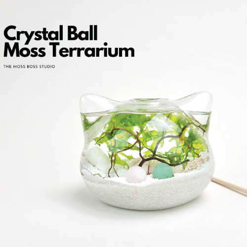 Mini Crystal Ball Moss Terrarium