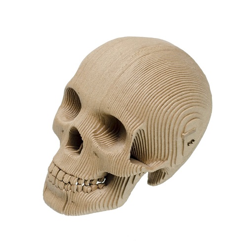 Cardboard Skull 3D Model