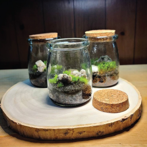 Terrarium Kit by Green Mountain Moss