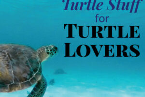 30 Unique Gift Ideas for Turtle Lovers in Your Life