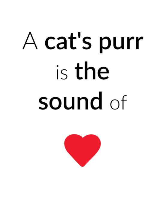 A cat's purr is the sound of love