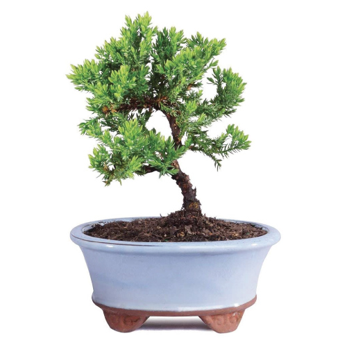 live juniper bonsai