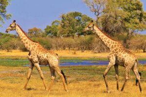 20 Unique Gift Ideas for Giraffe Lovers